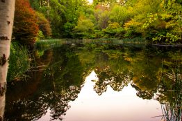 dandenong-ranges-botanic-gardens-19