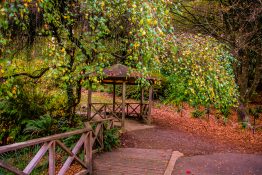 dandenong-ranges-botanic-gardens-24