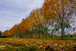 sydney-olympic-park-26