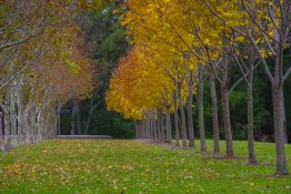 sydney-olympic-park-37