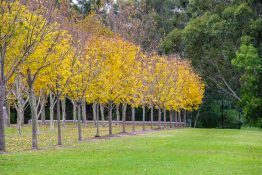 sydney-olympic-park-41