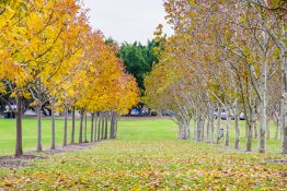 sydney-olympic-park-44