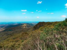 View from Illawarra tree top