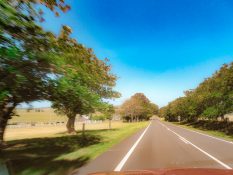 Driving to Illawarra Tree Top