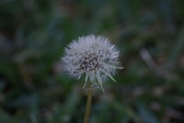 Fairy Dandelion in the backyard just before the wind blew off the petals