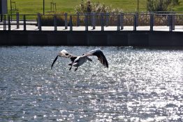 Pelican gliding over a pond looking for food