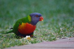 lorikeet