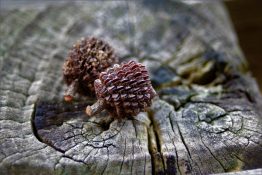 Pair of small conifers on a old fencing post