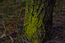 Green algae on a tree bark creating beautiful pattern