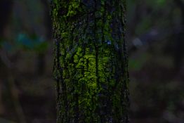 Green algae on a tree bark creating beautiful pattern