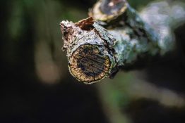 Texture of a cross section of a broken piece of branch