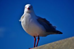 Seagull waiting for food to be left on the picnic table