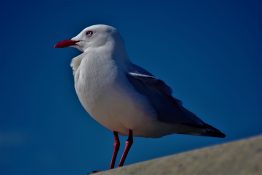 Seagull waiting for food to be left on the picnic table