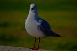 Seagull waiting for food to be left on the picnic table