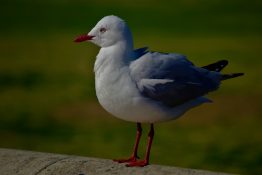 Seagull waiting for food to be left on the picnic table