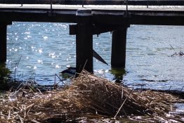 Pelican taking shelter under a jetty