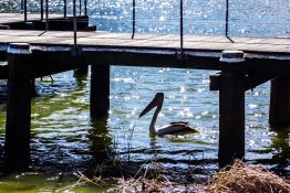 Pelican taking shelter under a jetty