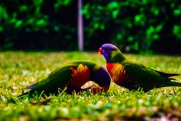 Pair of lorikeet eating an apple in the backyard