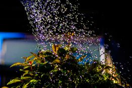 Fast shutter speed capture of water droplets almost falling on the plant