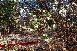 White flowers beginning to bloom early spring near a park