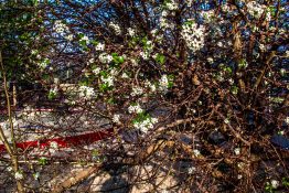 White flowers beginning to bloom early spring near a park