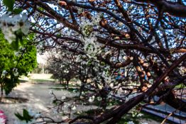 White flowers beginning to bloom early spring near a park