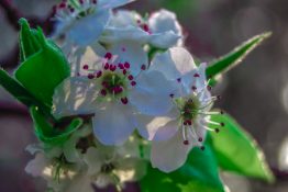 White flowers beginning to bloom early spring