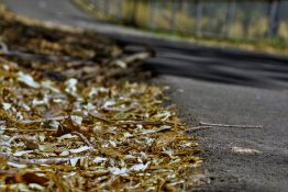 Autumn leaves on the side of a road