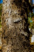 Beautiful old protective bark of a tree with a Rough, furrowed and scaly texture