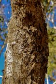 Beautiful old protective bark of a tree with a Rough, furrowed and scaly texture