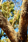 V shaped tree trunks