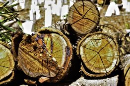 Log pile drying out in the sun