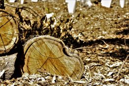 Log pile drying out in the sun