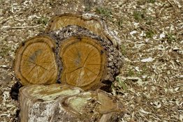 Log pile drying out in the sun