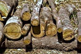 Log pile drying out in the sun