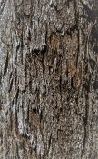 Beautiful old protective bark of a tree with a Rough, furrowed and scaly texture