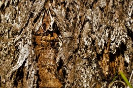 Beautiful old protective bark of a tree with a Rough, furrowed and scaly texture