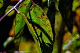 Leaves infested by fungi or bacteria causing red spots