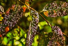 Fungi infested leaves creating white raised spots