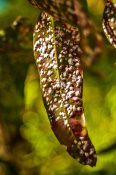 Fungi infested leaves creating white raised spots