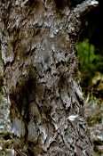 Beautiful old protective bark of a tree with a Rough, furrowed and scaly texture