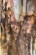 Old tree trunk infested by insects and bacteria