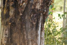 Texture of tree trunk