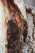 Old tree trunk infested by insects and bacteria