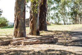 Dry Foliage under bigger trees