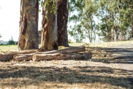 Dry Foliage under bigger trees