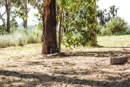 Dry Foliage under bigger trees