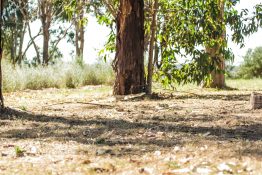 Dry Foliage under bigger trees