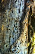 Old tree trunk infested by insects and bacteria creating holes