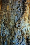 Old tree trunk infested by insects and bacteria creating holes